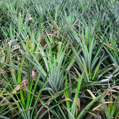 ananas, tropikal meyve Tayland