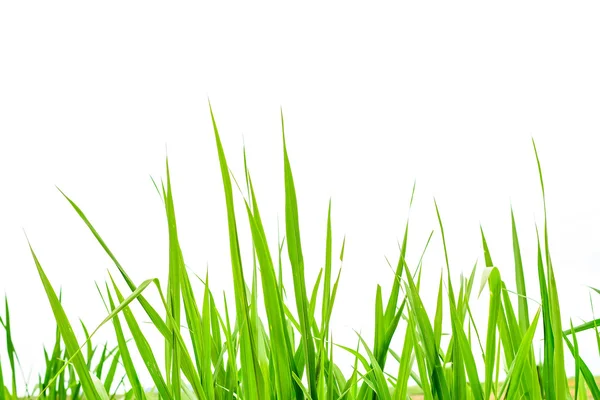 Fresh spring green grass panorama isolated on white background. — Stock Photo, Image