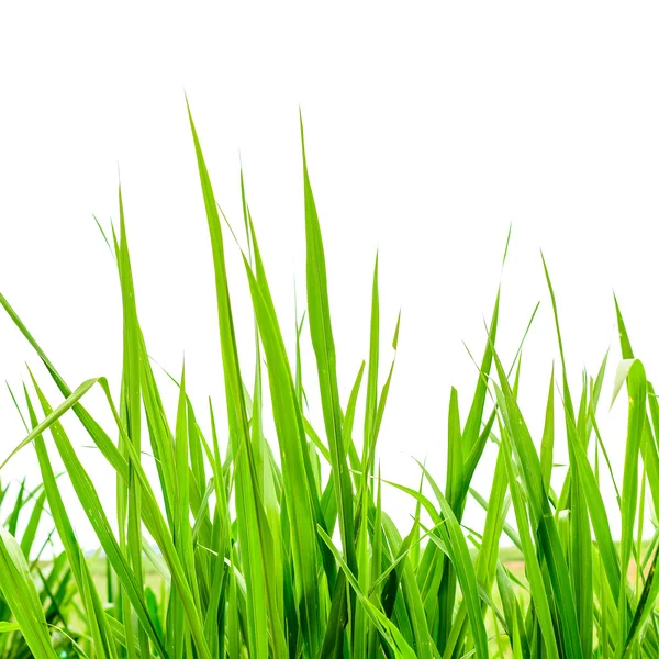 Fresh spring green grass panorama isolated on white background. — Stock Photo, Image