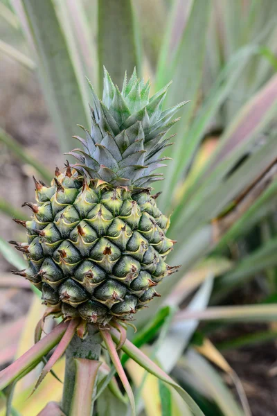 Ananas, tropikal meyve Tayland — Stok fotoğraf