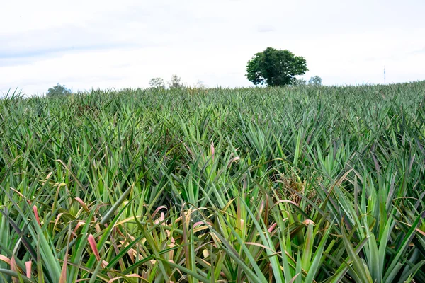 Ananas, tropikal meyve Tayland — Stok fotoğraf