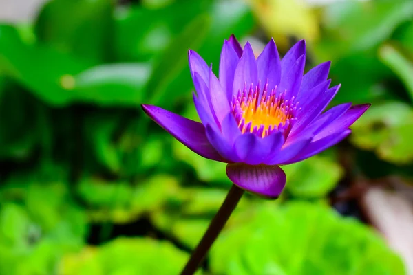 Purple lotus in the lake — Stock Photo, Image