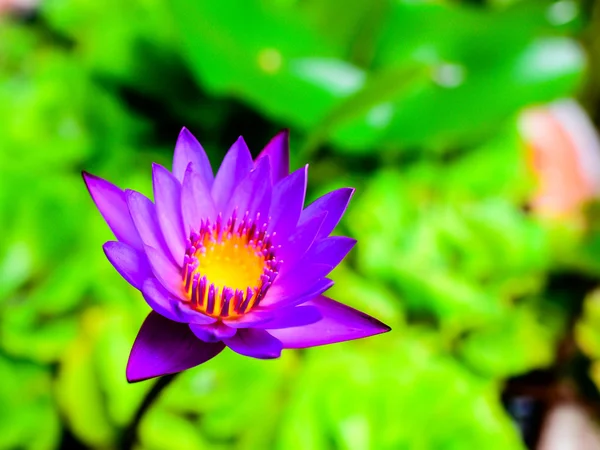 Purple lotus in the lake — Stock Photo, Image