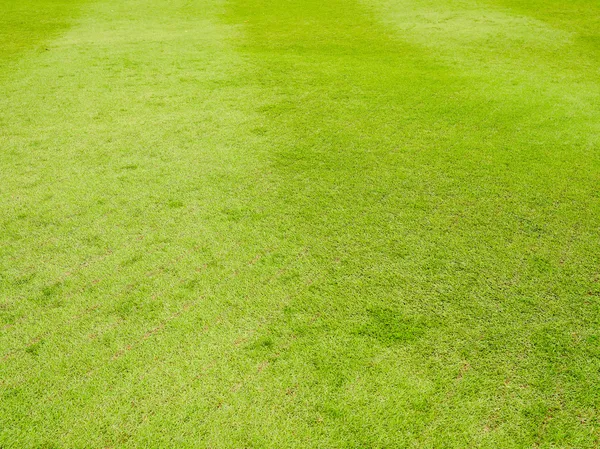 Green Grass — Stock Photo, Image