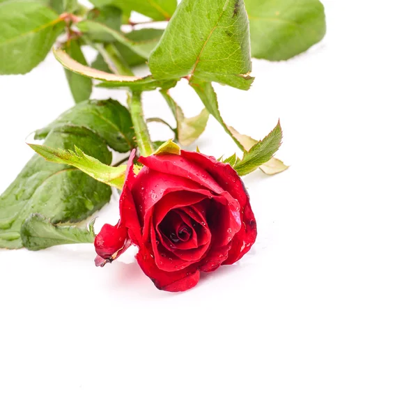 Único vermelho rosa flor isolada no fundo branco — Fotografia de Stock