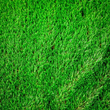 Yeşil çimen yüzeyi
