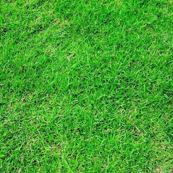 Green grass surface — Stock Photo, Image