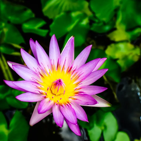 Pink lotus in the lake — Stock Photo, Image