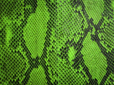 snake skin with the pattern clipart