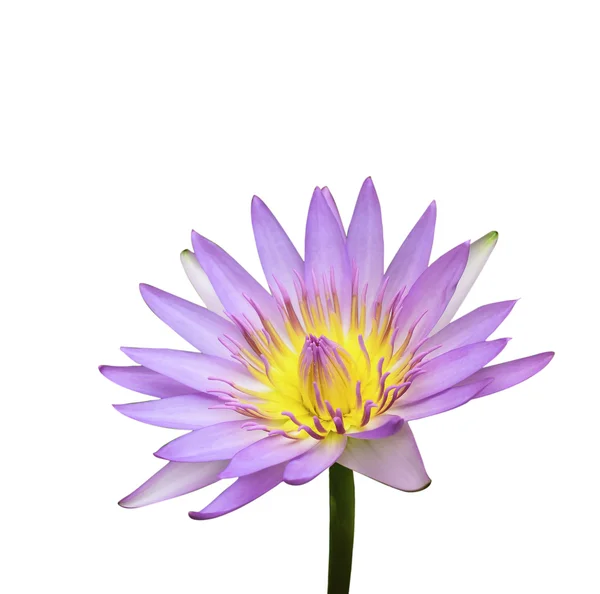 Pink lotus. clipping path provided. — Stock Photo, Image