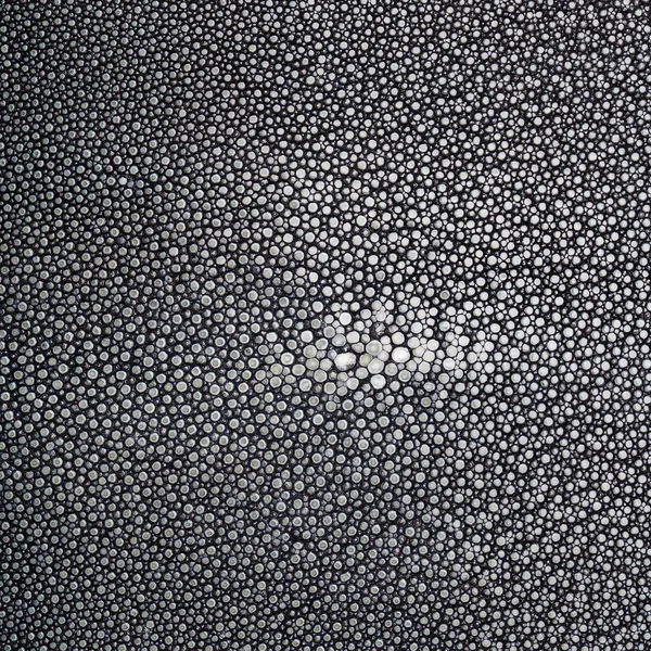 Ray skin with black and white texture — Stock Photo, Image
