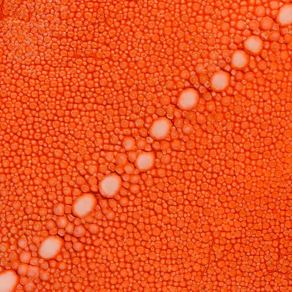 Orange ray skin with texture — Stock Photo, Image