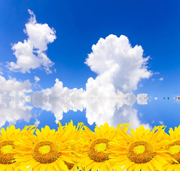 Girasoles en el reflejo del cielo azul — Foto de Stock