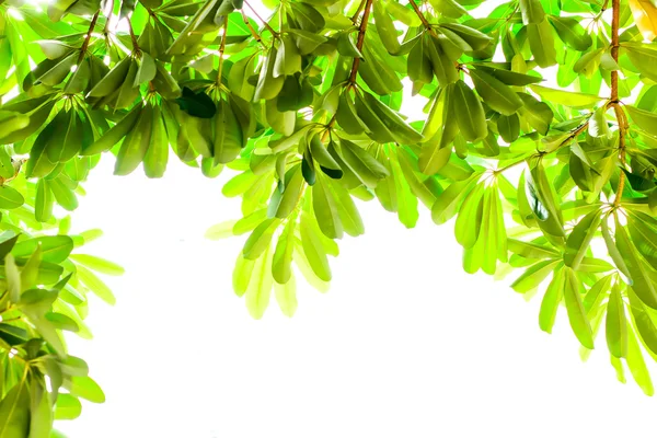 Folhas verdes isolado um branco — Fotografia de Stock