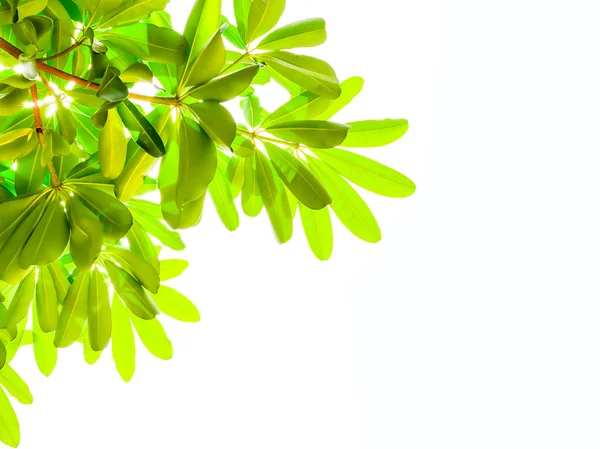 Green leafs isolated one white — Stock Photo, Image