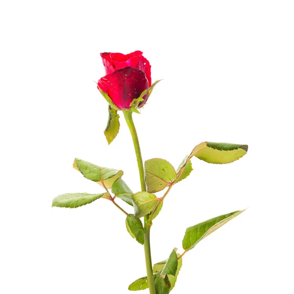 Červené růže kvetou izolované na bílém pozadí — Stock fotografie