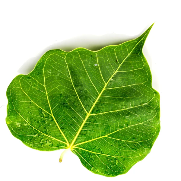 Grünes Blatt mit Wassertropfen, Nahaufnahme. — Stockfoto