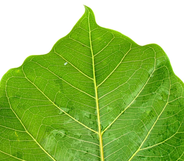 Grünes Blatt mit Wassertropfen, Nahaufnahme — Stockfoto