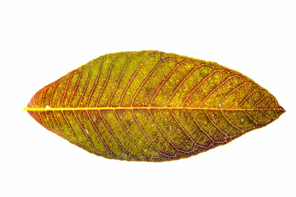 Fall leaf isolated on white background — Stock Photo, Image