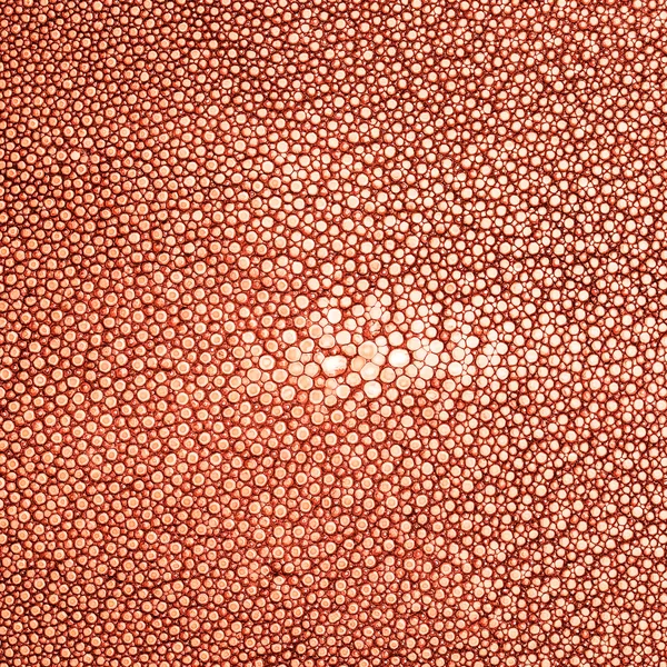 Ray pele com textura — Fotografia de Stock