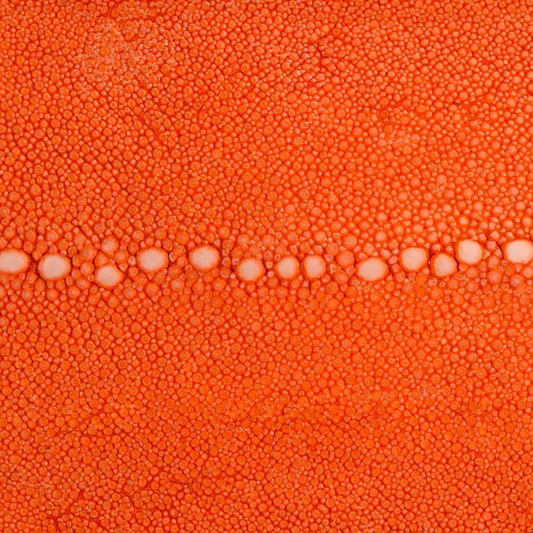 Orange ray skin with texture — Stock Photo, Image