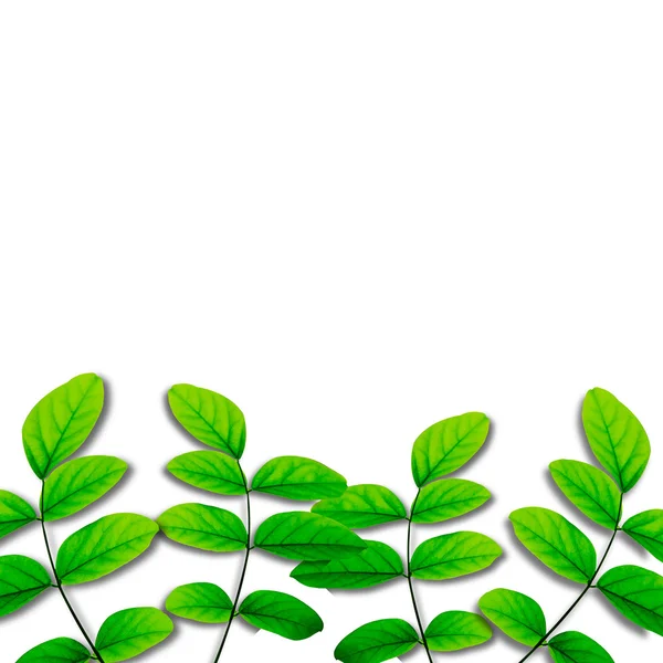 Folhas verdes isoladas sobre fundo branco — Fotografia de Stock