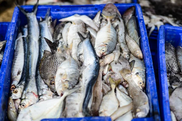 Peixe fresco do cais de pesca Hua Hin pronto para o mercado — Fotografia de Stock