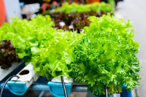 Hydroponics Vegetable ,the nutrition in the future. — Stock Photo, Image