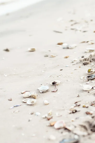 Schmutzige Muscheln auf Sand. Sommer Strand Hintergrund. Ansicht von oben — Stockfoto