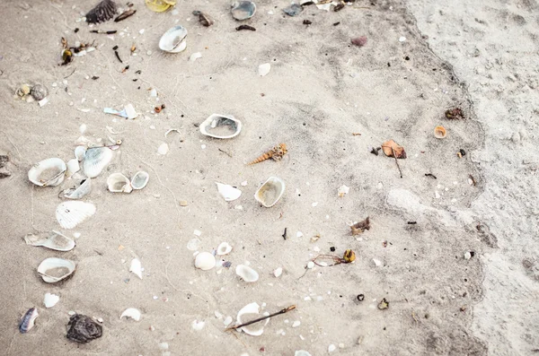Schmutzige Muscheln auf Sand. Sommer Strand Hintergrund. Ansicht von oben — Stockfoto