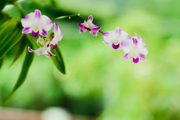 Orchidee bloeit — Stockfoto