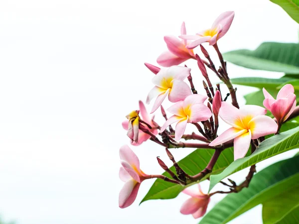 Zbliżenie kwiat frangipani lub kwiat Leelawadee na drzewie. — Zdjęcie stockowe