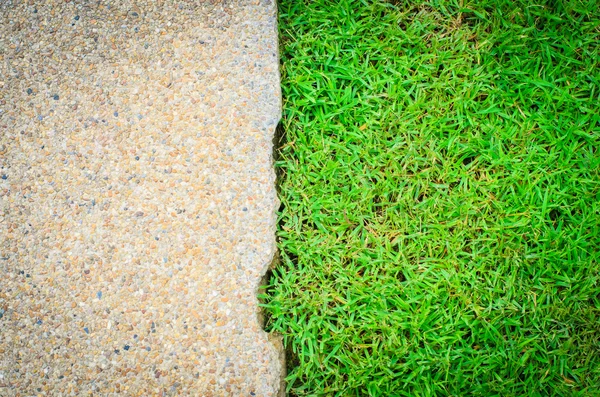 Herbe verte fraîche sur fond de grès — Photo