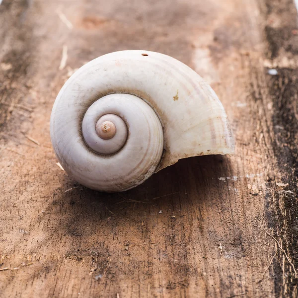 Komplette schmutzige Nautilus-Schale auf Holzgrund — Stockfoto