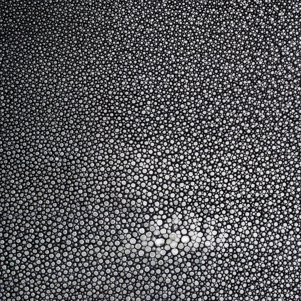 Ray pele com textura preta e branca — Fotografia de Stock