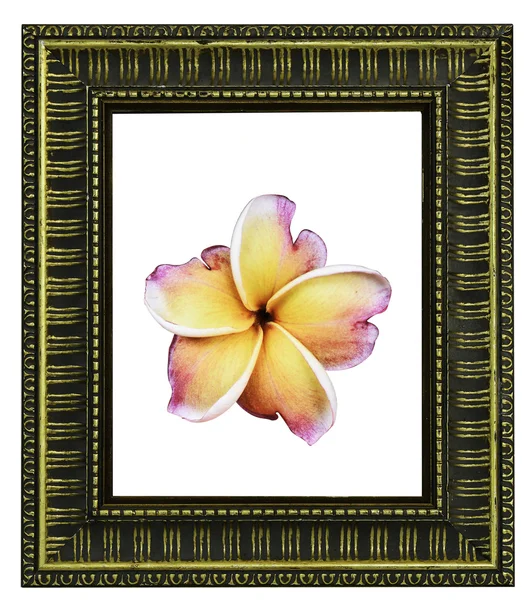 Primo piano di fiore di frangipani o fiore di Leelawadee con annata — Foto Stock
