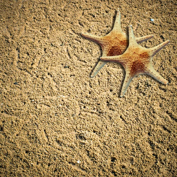 Starfish in het strand zand - ruimte kopiëren — Stockfoto
