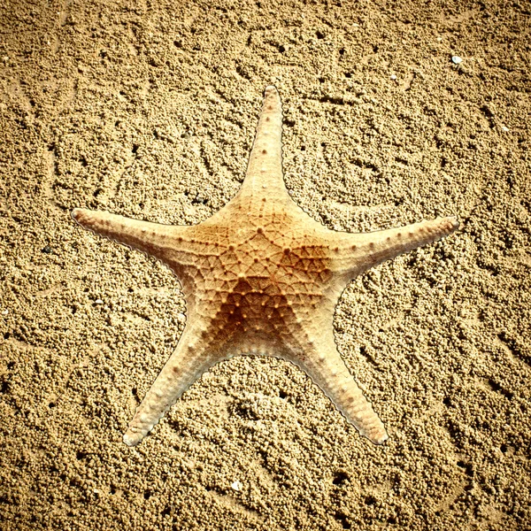 Estrella de mar en la arena de la playa - espacio para copiar — Foto de Stock