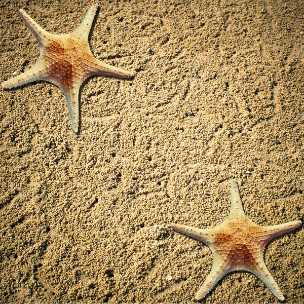 Stelle marine nella sabbia della spiaggia - copia lo spazio — Foto Stock