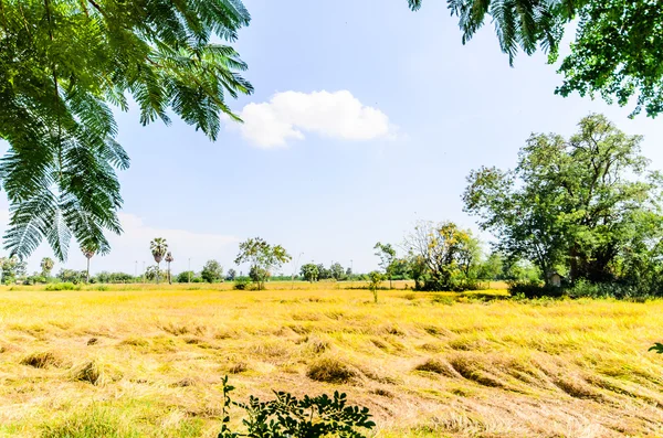 Arroz Campo Paisagem com nuvens fantásticas no fundo — Fotografia de Stock