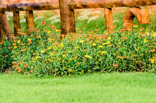 Забор с красивыми цветами во дворе — стоковое фото