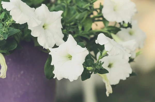 Białe kwiaty w vintage — Zdjęcie stockowe