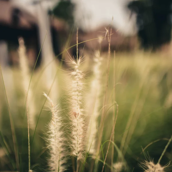 Vår eller sommar bakgrund med grönt gräs och varmt ljus. — Stockfoto