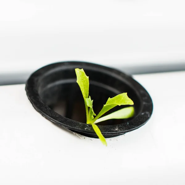 Hydroponics grönsaker, näringen i framtiden. — Stockfoto