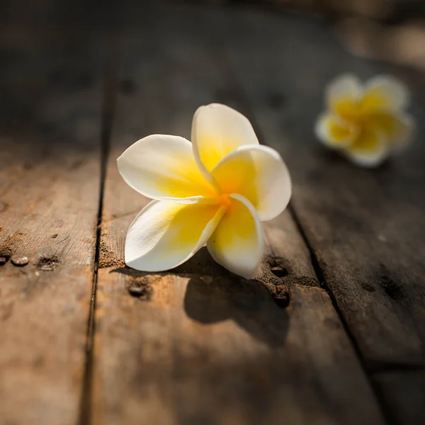 Flores de Leelawadee colocadas em um chão de madeira com tampa natural — Fotografia de Stock