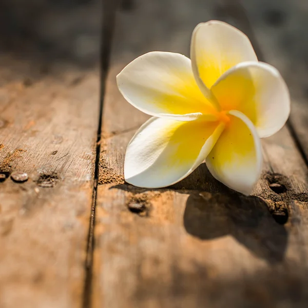 Flores de Leelawadee colocadas em um chão de madeira com tampa natural — Fotografia de Stock