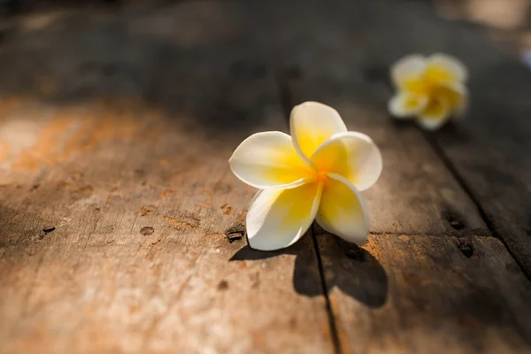 Flores de Leelawadee colocadas em um chão de madeira com tampa natural — Fotografia de Stock