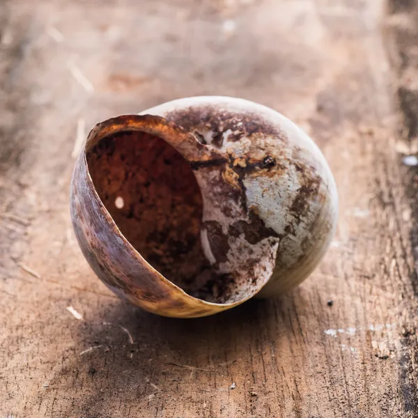 Complete dirty Nautilus Shell on wooden background — Stock Photo, Image