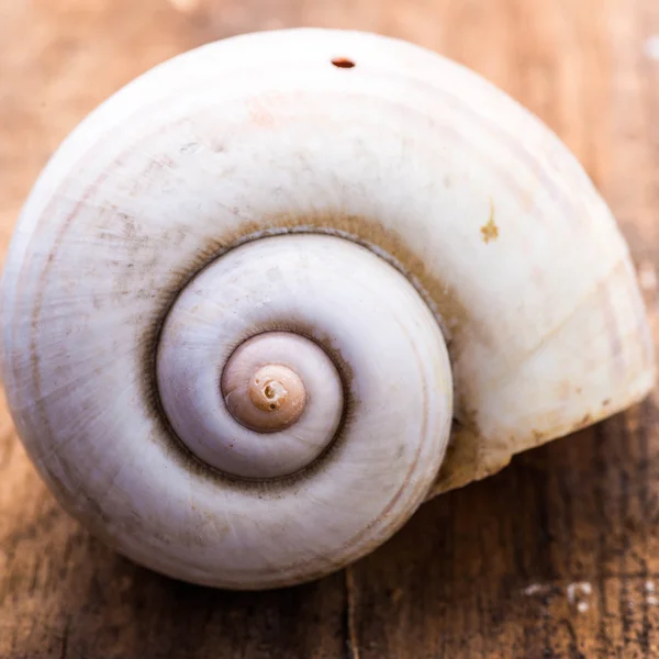 Completa sujo Nautilus Shell no fundo de madeira — Fotografia de Stock
