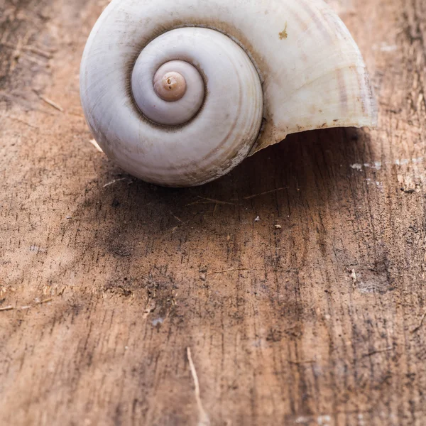 Komplett smutsiga nautilus skalet på trä bakgrund — Stockfoto